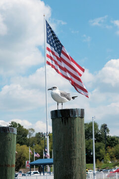 Seagull on a piling in front of an American flag