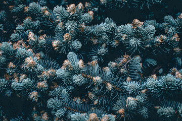  Green branches of a pine tree close-up, short needles of a coniferous tree close-up background texture