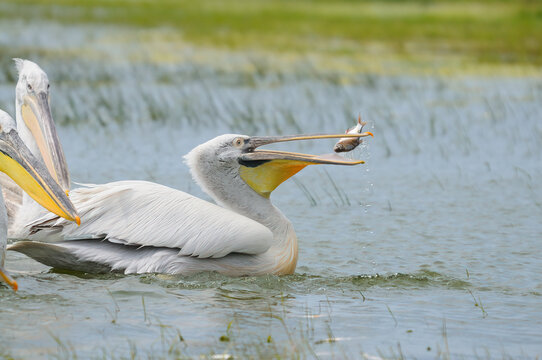 Dalmatian Pelican fishing in the lake.