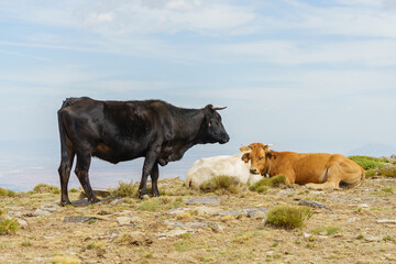 Black and brown cow enjoying the grass outdoors