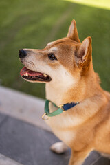 portrait of a Shiba Inu dog with blue collar
