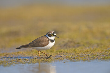 Little Ringed Plover walking on water
