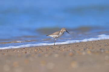 The one-legged Dunlin is feeding on the beach.