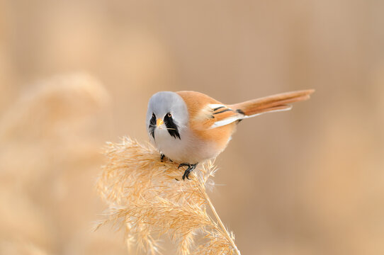 Male Bearded Reedling feeding on a reed.