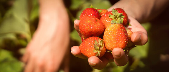 Female hands hold a handful of strawberries.