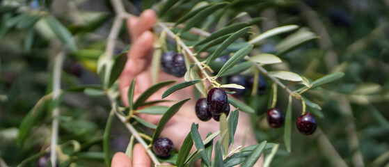 Female hand holds the olive branch with dark olives.