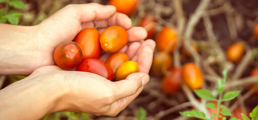 Female hands hold harvested tomatoes from a vegetable garden.
