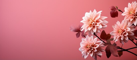 Pink background with autumn flower