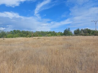 grass and sky