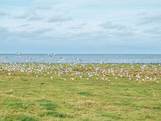 Flock of birds in Kampen, Sylt
