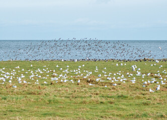 Flock of birds in Kampen, Sylt