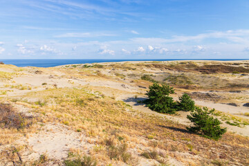 Fototapeta na wymiar Curonian Spit landscape, sandy coastal dunes
