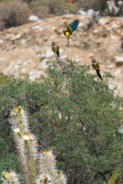 Papagaien in der Atacama Wüste, Chile. Felsensittiche