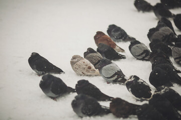 Pigeons try to keep warm in winter by puffing up and ruffling their feathers. Many pigeons in the...