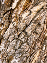  brown tree bark texture