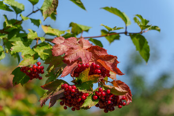 viburnum