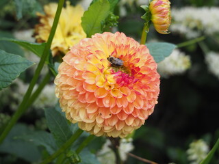 colorful zinnia with bee