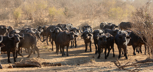 Wilde Büffel in Simbabwe