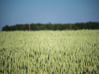 Green agriculture field with green wheat. Farming and agriculture theme. Warm sunny day. Nobody. Rural area. Food supply chain. Growing food.