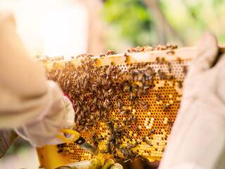 Beekeeper with honeycomb frame by beehive. Inspection of the state and conditions of bee colony....
