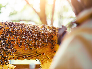 Beekeeper with honeycomb frame by beehive. Inspection of the state and conditions of bee colony....