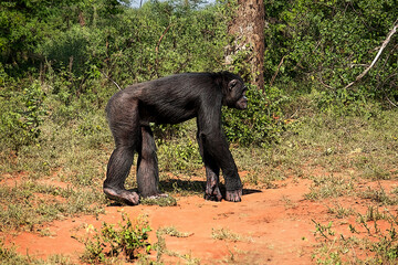 Fototapeta premium macaco