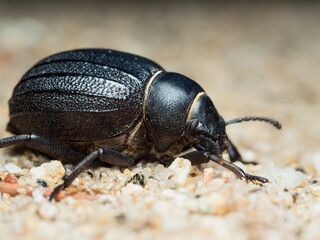Pimeliinae