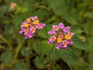 lantana camara flower in tropical nature borneo