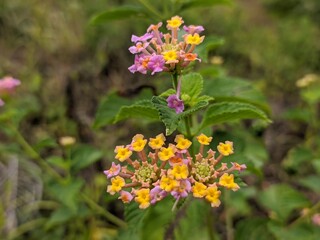 lantana camara flower in tropical nature borneo