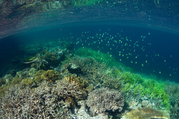 Fototapeta na wymiar A robust coral reef, full of healthy hard and soft corals, thrives in the shallows near remote limestone islands in Raja Ampat, Indonesia. 