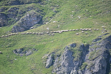 Transhumance - sheep herd over mountain slope in summer time