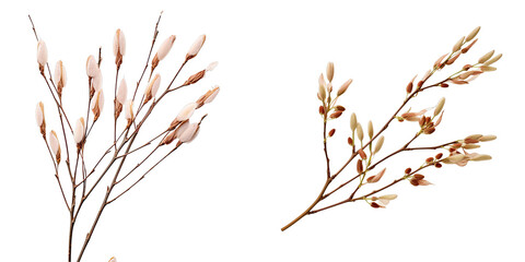 Png Set Catkin bearing pussywillow branches on a transparent background