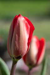 Naklejka premium Red garden tulips (tulipa gesneriana) in bloom
