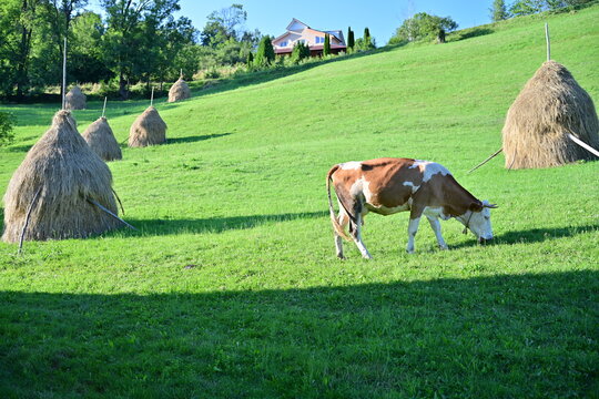 The cow eats the grass among the haystacks, at sunset
