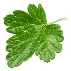 Gooseberry Leaf isolated on white background, full depth of field