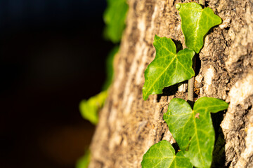 Green ivy leaves in winter sunshine