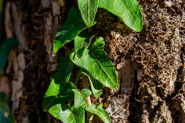 Green ivy leaves in winter sunshine