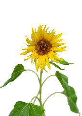 Obraz premium Close-up of a sunflower isolated on white background