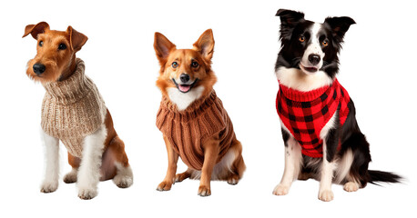 Three different dogs wearing winter sweaters posing over isolated white transparent background - obrazy, fototapety, plakaty