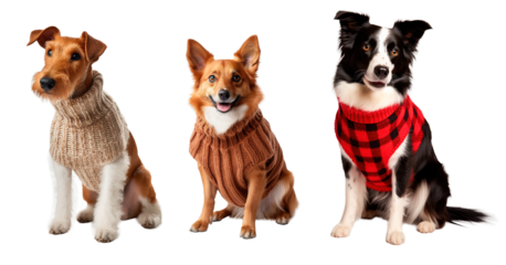 Three different dogs wearing winter sweaters posing over isolated white transparent background