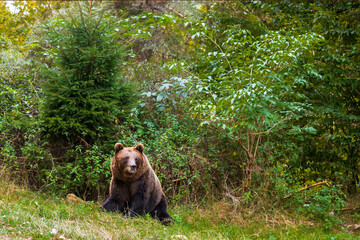 Close up wild big Brown Bear in the Carpathians.