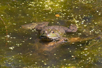 frog of a day