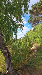 Fototapeta premium tree in the forest