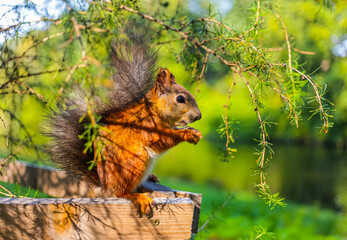 Fototapeta premium Squirrel eats nuts in the autumn forest close-up. A cute squirrel is chewing a nut. Animal, wild, rodent, nature, forest, walnut, stump, macro photography, blurred background.