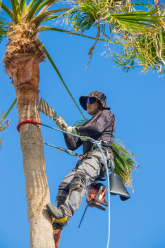 Latin palm tree trimmer cleaning a washingtonia palm tree