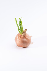 Single, yellow onion with green sprouts on a white background. 