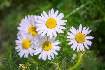 Obraz premium Flower of garden or medicinal chamomile Matricaria recutita . The concept of naturalness. Wallpaper, poster with a natural background.