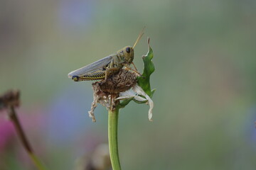 Grasshopper on a flower