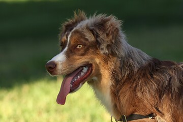 Portrait of a red Merle Australian shepherd dog