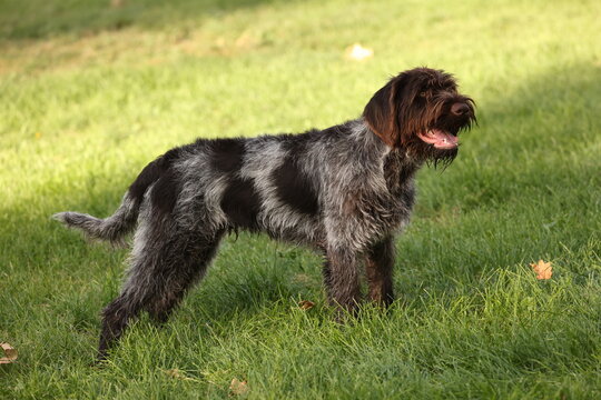 Wirehaired pointing griffon